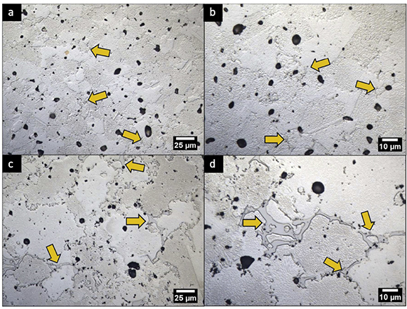 Fig. 3 High magnification microstructures of the 5 wt.% BNi-2 NiSA (a, b) and the 10 wt.% BNi-2 NiSA (c, d) sintered at 1290°C for 1 h. Arrows indicate script-like boride phase locations(From paper: ‘Liquid Phase Sintering of a Metal Injection Molded Nickel-Based Superalloy With Additions of BNi-2 Alloy Powder Using Differential Scanning Calorimetry’ by A J Rayner and S F Corbin, published in Metallurgical and Materials Transactions A, online September 8, 2023, 13 pp.)