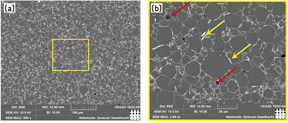 Fig. 1 (a) SEM image of WE43 microstructure in the as sintered + T4 + T6 condition; (b) higher magnification of the central area of Fig. 1(a) showing unexpected bright coarse grain boundaries and needle shape secondary phases at low residual porosity (from the paper ‘Binder based processing of Magnesium Alloy WE43 towards Biomedical Application using Metal Injection Moulding (MIM)’ by M Wolff, et al, Key Engineering Materials Vol. 967, December 12, 2023, pp 157-164)